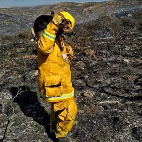 yamilasilvacba4's tweet photo. Desde VACE vamos a comenzar una colecta  para llevar a capilla del monte ' ya q algunos voluntarios se estan haciendo  cargo de asistir a los animales heridos x los incendios '  x favor  pedimos colaboración  con alcohol' gasas' pervinox ' dexametasona ' solución fisiologica + https://t.co/hEobTrqfj2