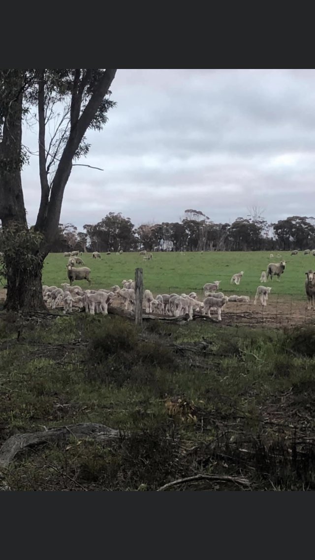 wayne newbey tweet media