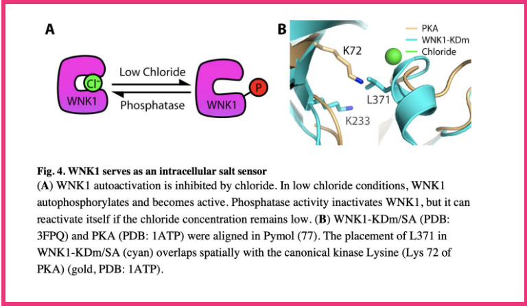 Missense mutations in WNK4=NCC & DCT hyperplasia (as seen w/diuretic resistance!)Cl- insensitive WNK4develop HTN andNCC activity WNK1 autoactivation is inhibited by Cl- WithCl- WNK1 autophosphorylates and becomes activeSo Cl-=WNK1 & WNK4= NCC