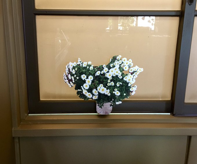 Sakurai Sonokoさん の人気ツイート 1 Whotwi グラフィカルtwitter分析