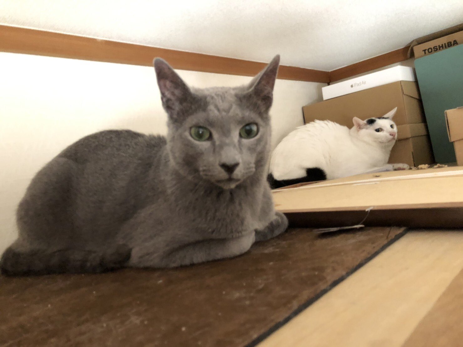大阪 猫カフェ 猫の箱 Nekonohako Twitter