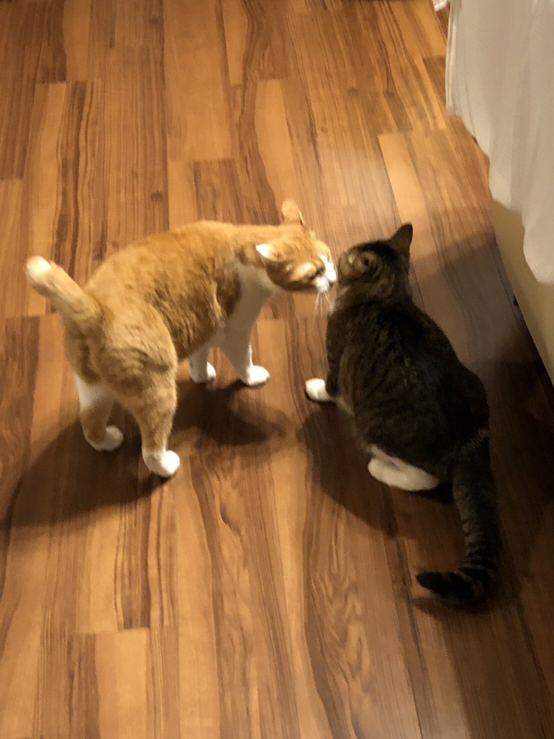 大阪 猫カフェ 猫の箱 Nekonohako Twitter