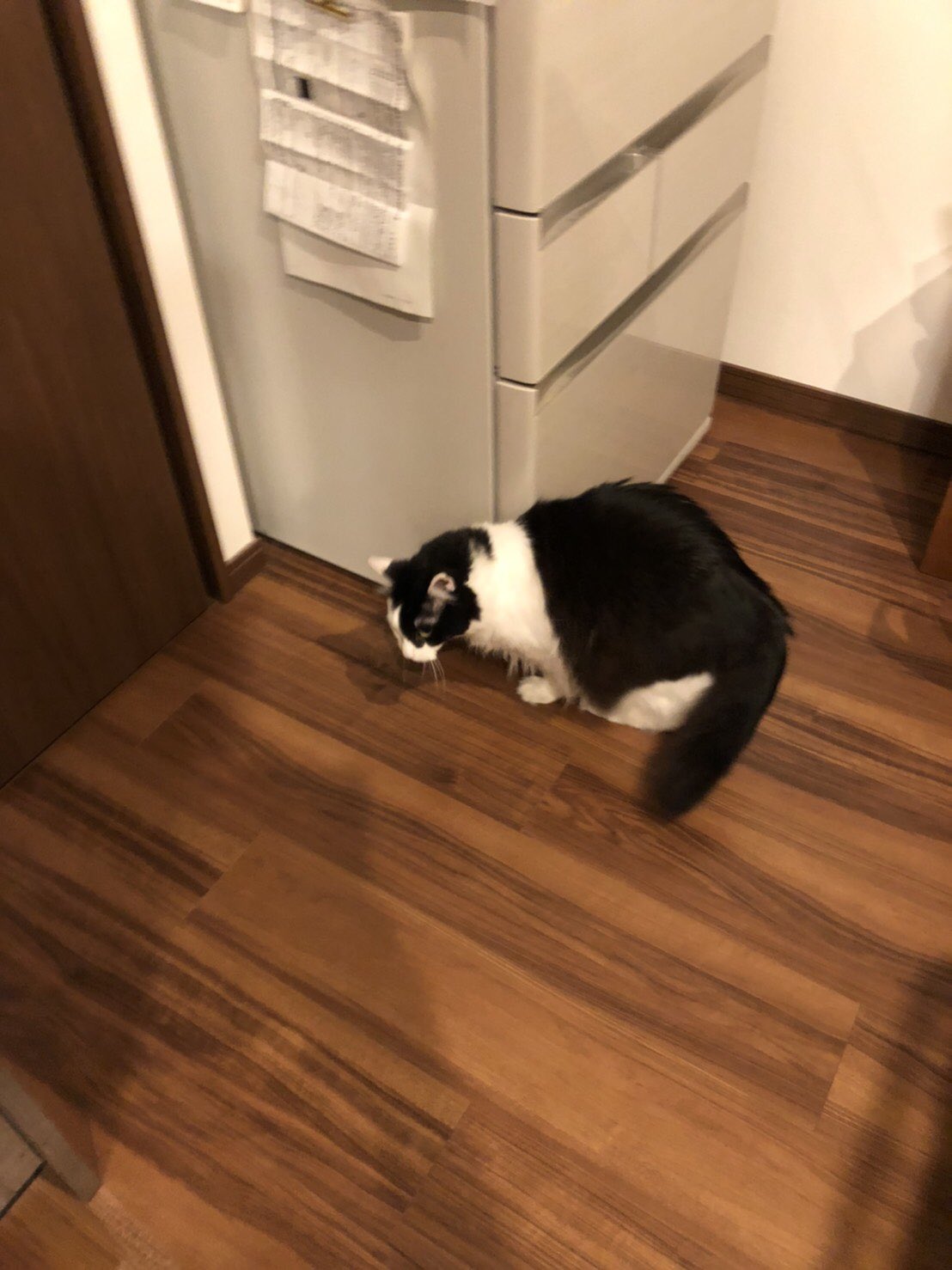 大阪 猫カフェ 猫の箱 Nekonohako Twitter