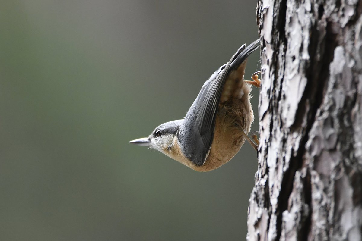 Dorry Cox tweet media