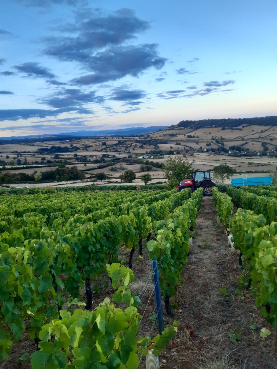 #Vendanges2020 Après 3 jours de Crémant de #Bourgogne. On attaque le Bourgogne côte chaonnaise rouge pinot noir