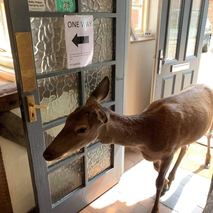 Victoria Hunt (@ladyofthelodge1) on Twitter photo Bambam has started to visit daily! It appears he loves <a href="/TheFoxatLyng/">The Fox At Lyng</a> as much as we do! Bambam has started to visit daily! It appears he loves <a href="/TheFoxatLyng/">The Fox At Lyng</a> as much as we do!