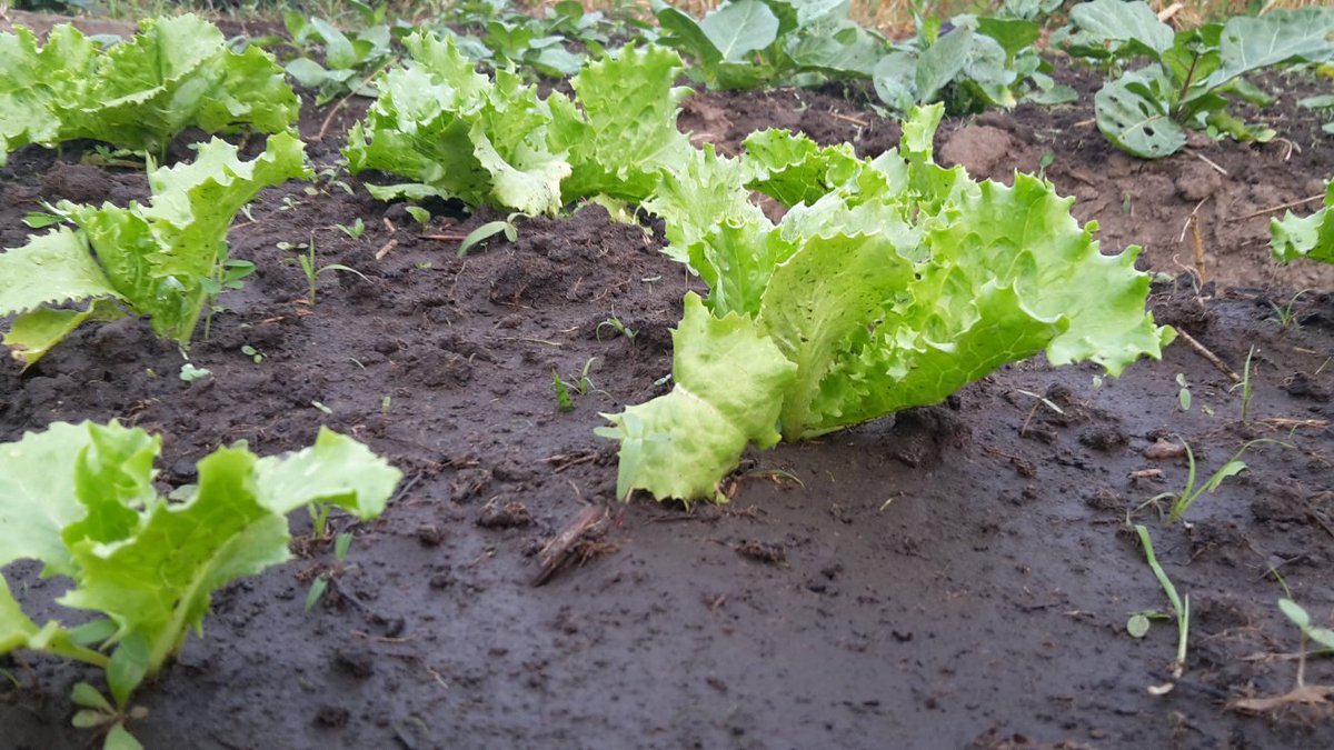 AgrospaceOffi's tweet photo. #agriculture Maraîchère ! By @AgrospaceOffi
 🍀🥦🥬⛈️
@YacinessCisse @CorcaFall @zimagricsociety 
@FarmerAfrica @nduna_zembe @agrosolutions @AssomarRDC @OUATTARAKatien2 @EuropeAlternat1 @RickMoukouangui @hanadkeey7
 #agribusiness #Togo #Lome #Africa https://t.co/cmJHwps33Z