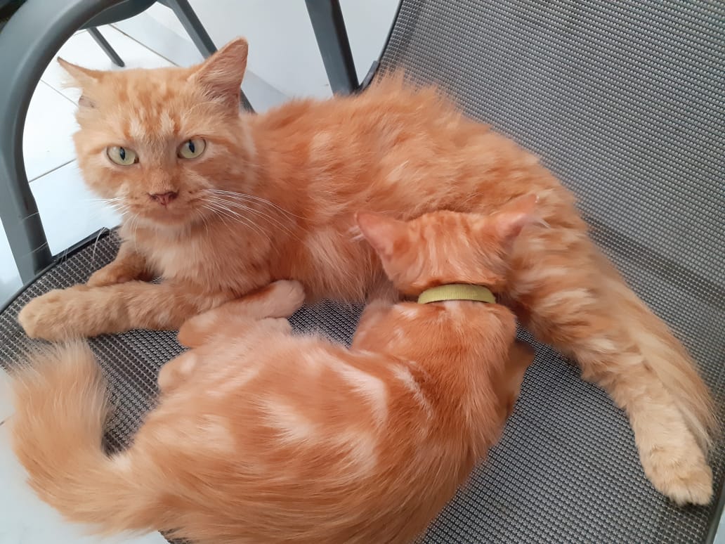 siang temen-temen zoo yang area solo adakah yang bersedia adopsi kucing? aku ada rencana untuk hibahin mereka. sama papa ku mau dibuang kalau gak ada yg mau adopt katanya :( atau bisa tolong bantu rt tweet ini ya, terima kasih sebelumnya