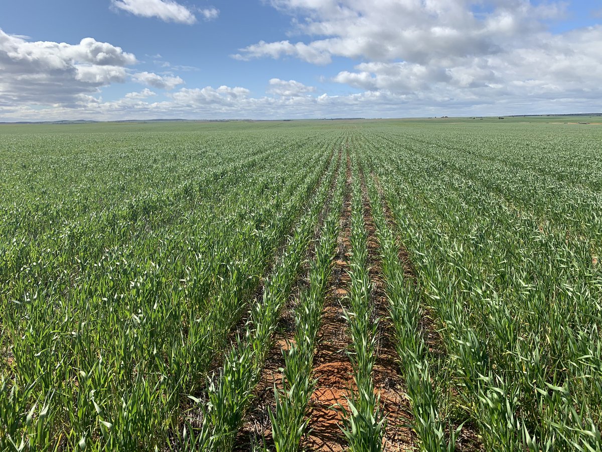 #Grenade wheat and #mandelup lupine #Underbool #outback ag