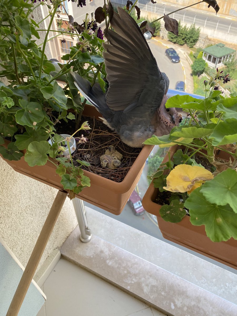 Hadi baktıysan kapatıyorum çocuk üşüyooo,