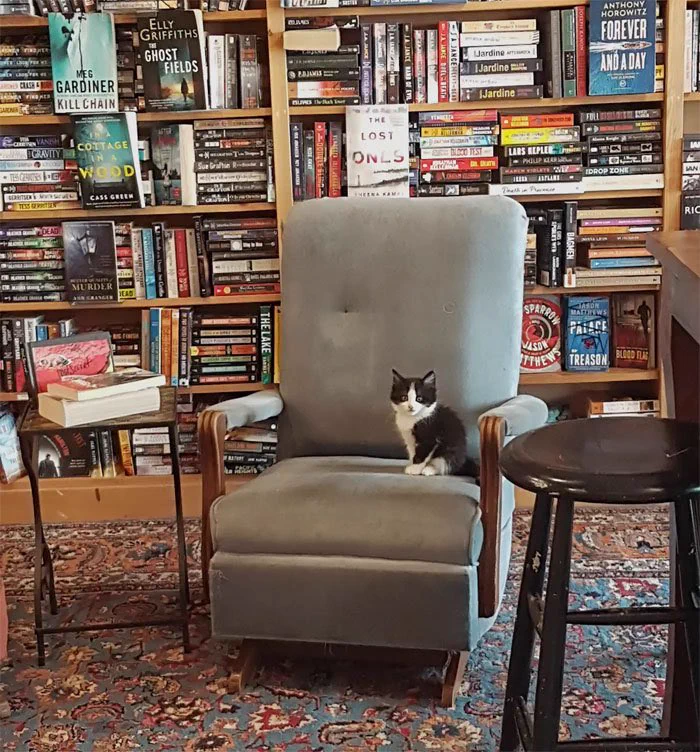 カナダの猫カフェみたいな本屋さん。店内で寛ぐ子猫が見れる！ｗｗ