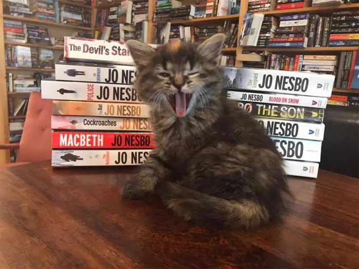 カナダの猫カフェみたいな本屋さん。店内で寛ぐ子猫が見れる！ｗｗ