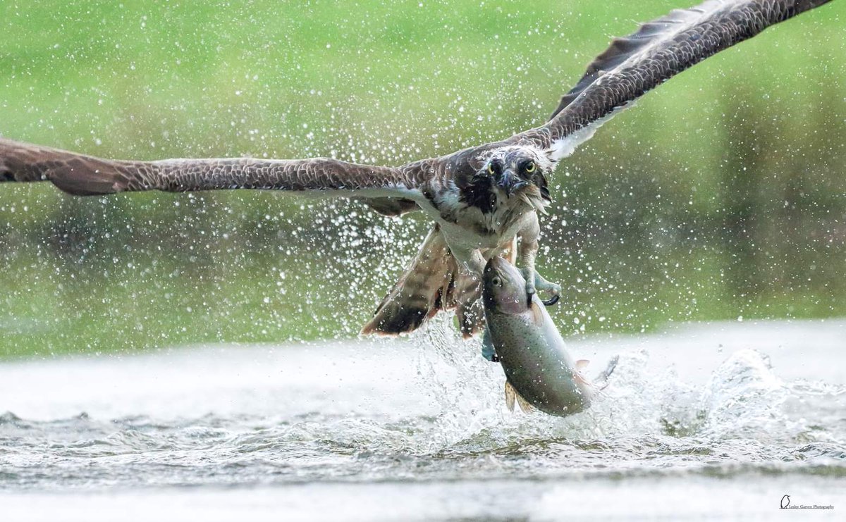 Lesley4444's tweet photo. One of my favourite sequences from my mornings at Aviemore Ospreys - This osprey having been pestered by a more dominant bird dived so close to the hide i thought it was coming in alone side us. @BBCSpringwatch @RSPBScotland @Natures_Voice @RSPBScotland @BBCScotlandNews https://t.co/Rvfr2DOENA
