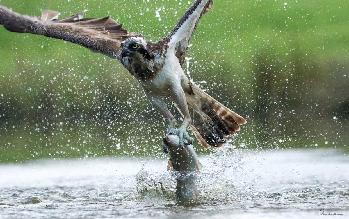 One of my favourite sequences from my mornings at Aviemore Ospreys - This osprey having been pestered by a more dominant bird dived so close to the hide i thought it was coming in alone side us. @BBCSpringwatch @RSPBScotland @Natures_Voice @RSPBScotland @BBCScotlandNews