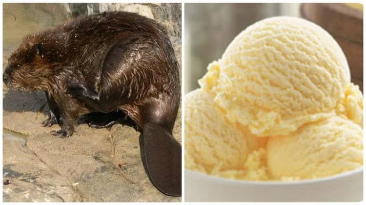 FlashyFact's tweet image. Castoreum, used as a substitute vanilla flavoring, is actually harvested from the anal glands of beavers. They use it combined with urine to scent mark territory. Beaver butt also has a raspberry taste to it.  It’s a common “natural ingredient” in raspberry-flavored sweets.