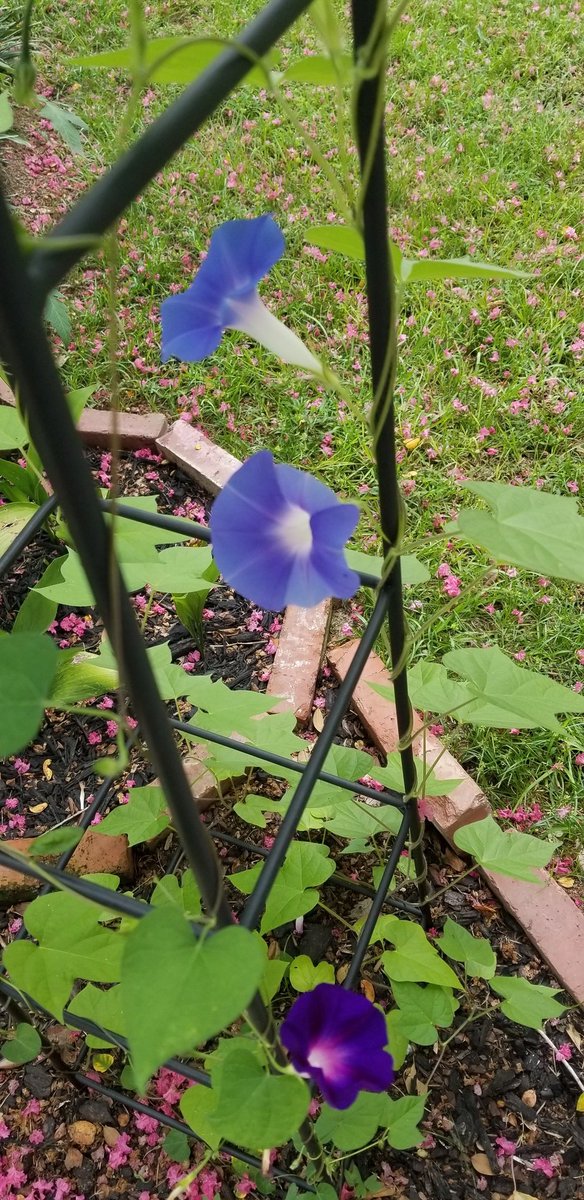 Before I head to bed. Sunday gave me some new Morning Glory blooms. Stunning blue. Thank you to my Kate and Elliot for sending me the seeds for my mid-late summer garden.