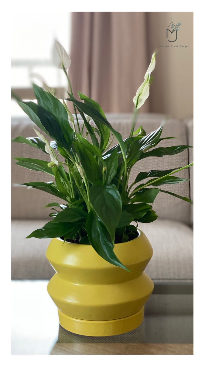 خلونا نتكلم اليوم عن زنبقة السلام؛ من اكثر النباتات تميزا واختيار مثالي لغرف النوم، اثبتت الدراسات الامريكية انها واحدة من اكثر النباتات تنقيه للجو. لزيادة ورودها يفضل وضعها قرب النافذة لإضاءة طبيعيه، اما لزيادة اخضرار الاوراق ضعوها بعيد عن الإضاءة، تسقى كل ما جف سطح التربه ٥سم