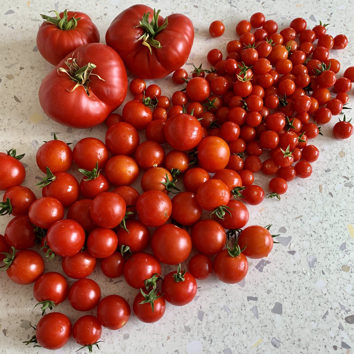 🍅La récolte de #tomates du jour au #potager : 
- cerises 
- Campari 
- cœurs de bœuf 
Restent les Green Zebra et les ananas 
Hâte...🙏🏻
#organic