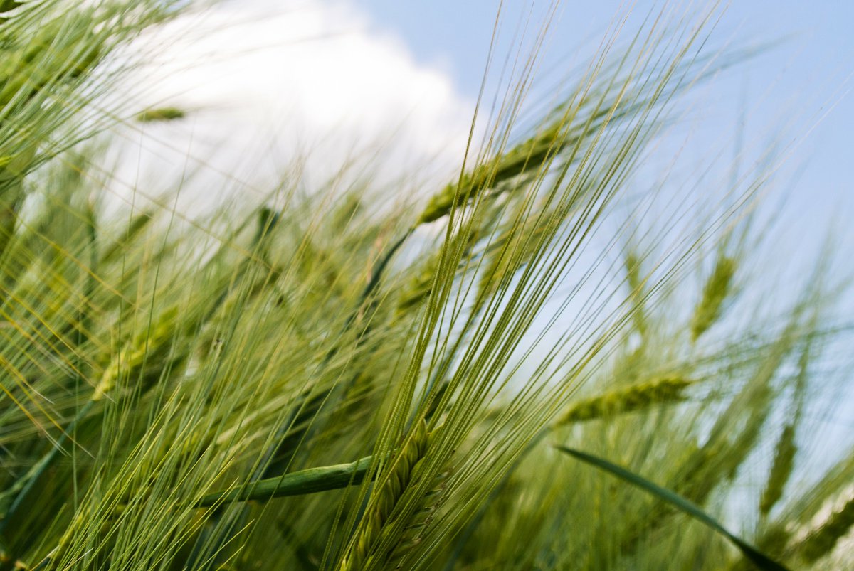 BolsaRosario's tweet photo. 🌾De no ocurrir lluvias importantes pronto, habrá una reducción de rendimiento del 30 al  50 % en la región.

Por las heladas el trigo regular y malo creció más de un 60%. La condición pasó de 500.000 ha a 820.000 ha en la región núcleo. 

🌾https://t.co/zydugBZIl2 https://t.co/8hBU3Rxa2y