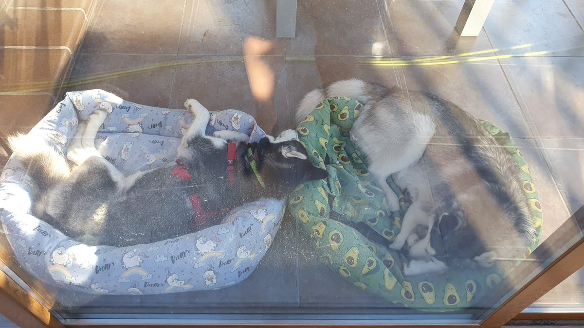 Everest ha está en su nueva casita!! 
Duerme con nuestro querido Sirius y va todo muy bien. Es muy miedosa pero está llevando bastante bien todos los cambios.
✌🏻🏞️🐺😍🏡
#adoptafelicidad 
#AdoptarSalvaVidas 
#husky 
#Huskiesatope 
#AdoptaYCambiaUnaVida