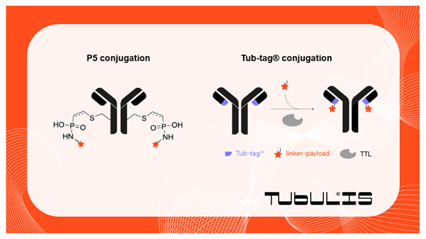 How do we ensure that our payloads end up exactly where they are supposed to be? #Tubulis has developed not just one but two innovative techniques for #bioconjugation that allow us to create specific and stable #AntibodyDrugConjugates. Check out: tubulis.com/technology/