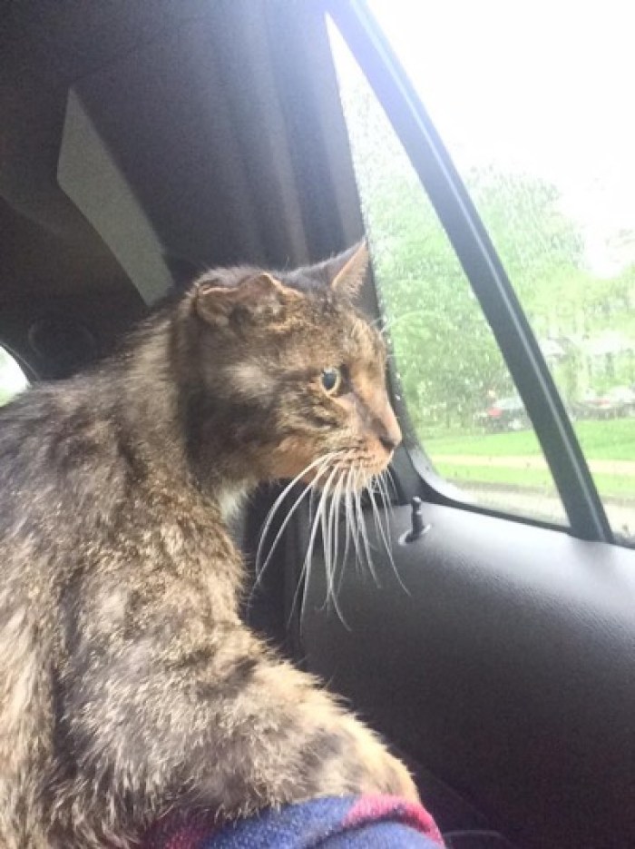 catsnkittys's tweet photo. 15 Year-Old Shelter Cat Finds the Humans He's Been Waiting for All His Life - 
See a senior kitty that gets adopted by two very caring people...
CLICK to find out more > https://t.co/pZUAuQM2zM https://t.co/p04oEq2CtF