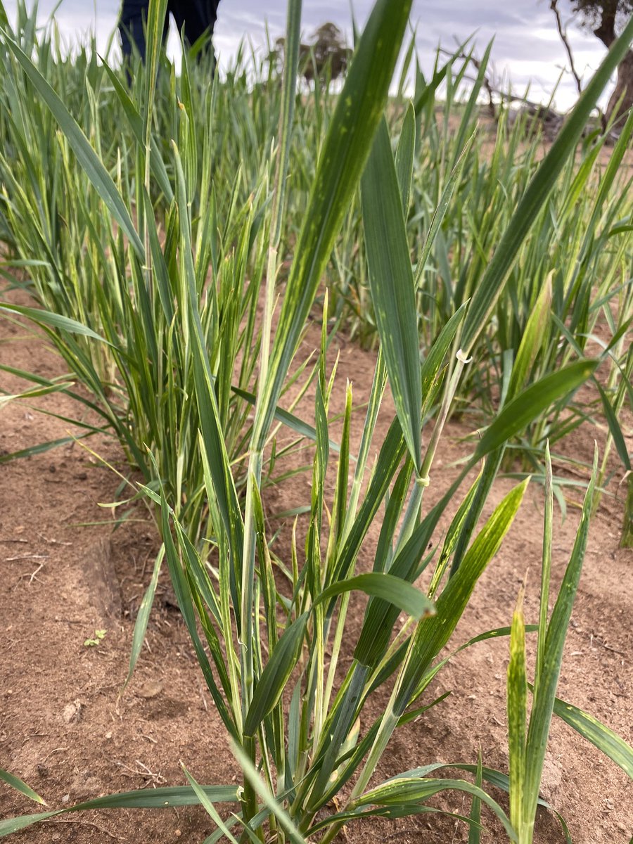 Russians causing damage, mainly in wheat crops and less in barley which is opposite to what we have seen in past years. Resent rains have not reduced RWA pressure on EP but has increase yield potential, protecting this is crucial if timing is correct.