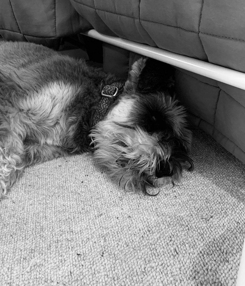 HelenaThomasVO's tweet image. Sigh.  Boothdog, move!  #voiceover #voiceoverproblems