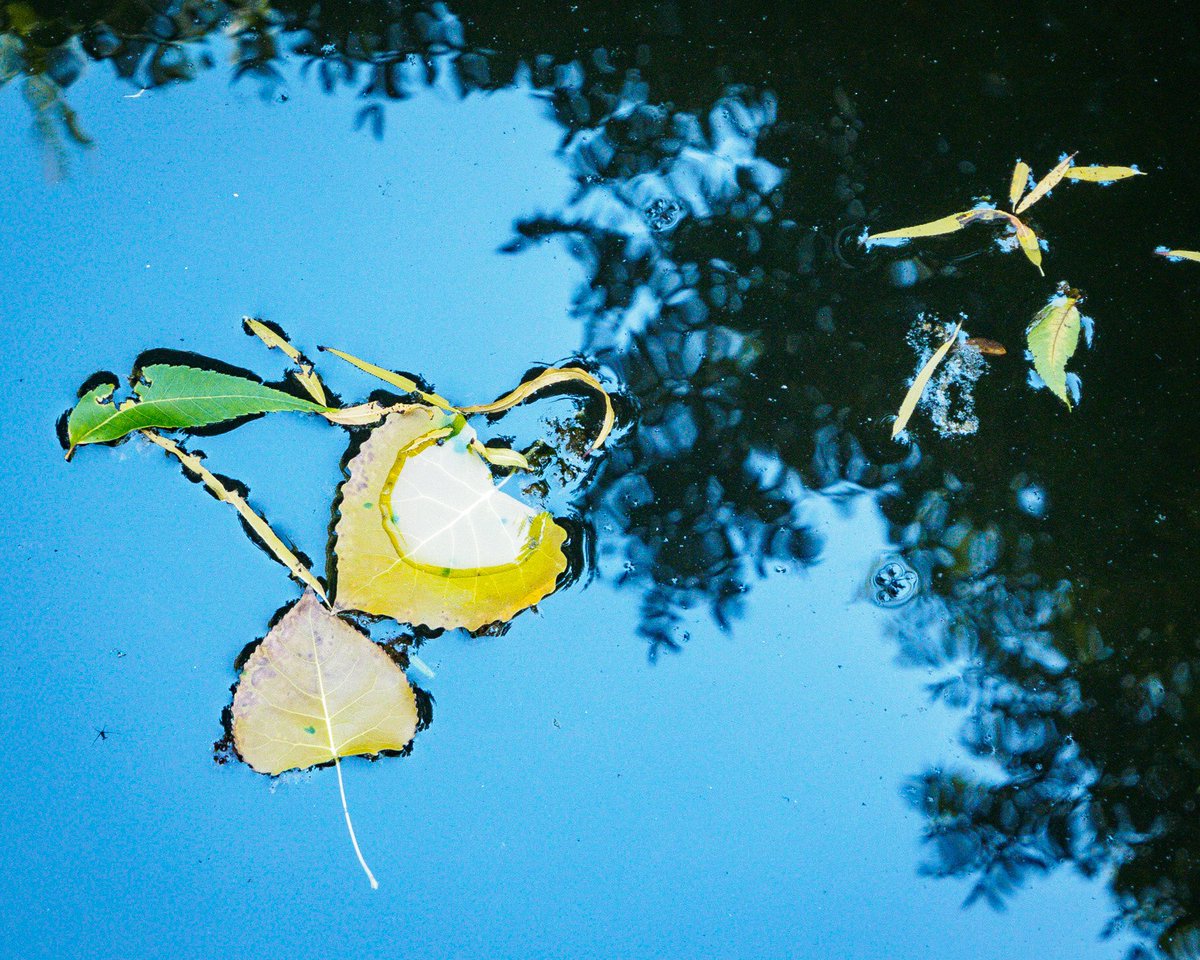 douggep's tweet photo. Floating Leaf Series, “Monday’s Surprise” Back on my beloved Shoal Creek for a week of on site work! #shoalcreek #dailywalk #urbantrail #atx #atxphotographer #shoalcreekpeek #Stewards4Shoal #getolympus #omdem1 #texas #creek #floating #leaves #floatingleaf https://t.co/phSdlLHXXg