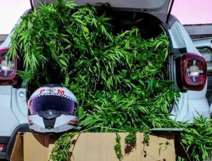 jornaltapera's tweet photo. Plantação de maconha é encontrada em casa no Bairro Porto Seguro 
Leia Mais: https://t.co/8PEgqgQIOq https://t.co/I2RLp9WjVP