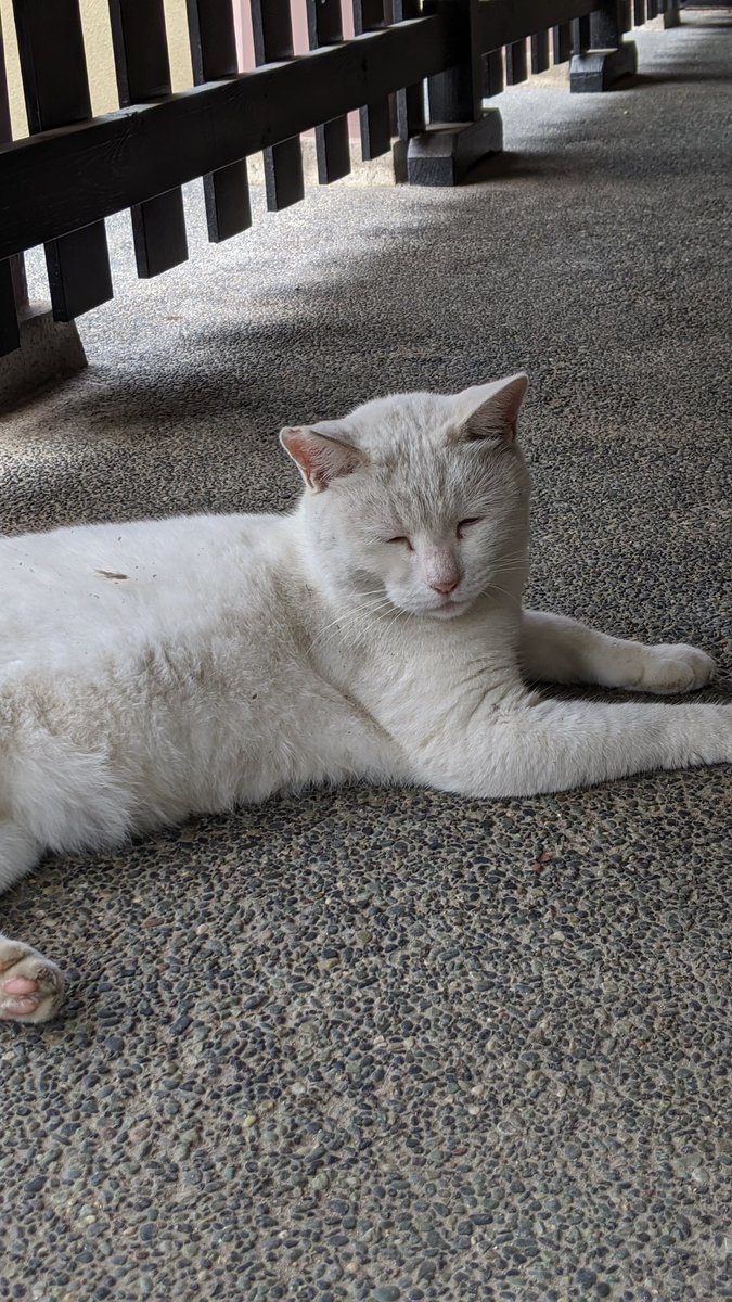 うめこ 招き猫がたくさんいる今戸神社 神社内に不定期で現れる神猫いると聞いて行ったらなんといた 運気上がるかな ナミちゃんかわゆい