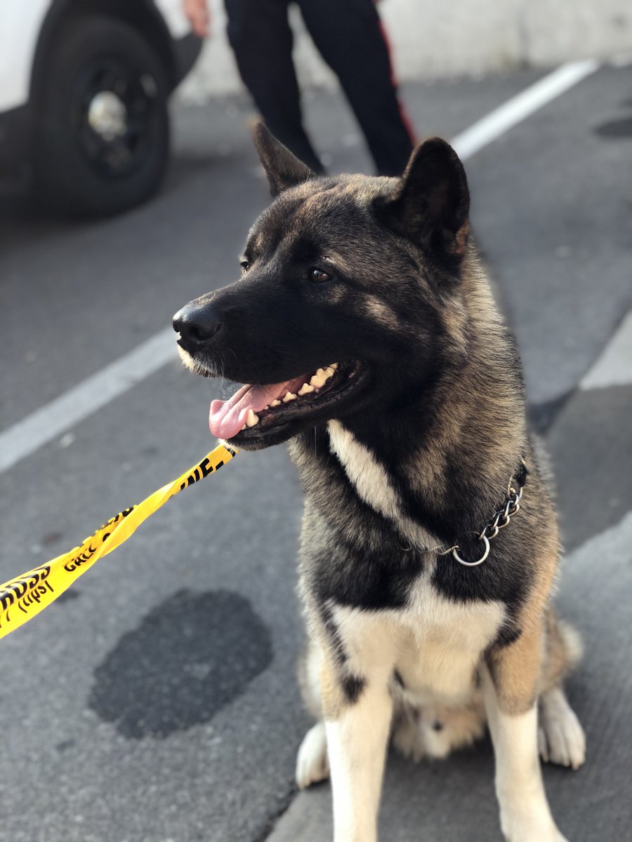 Toronto Police Operations tweet media