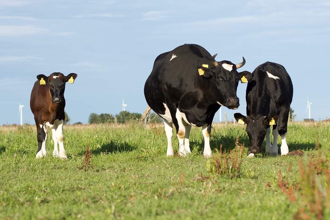 zuiverzuivel.nl/kalf-bij-de-ko…
#kalfbijkoe