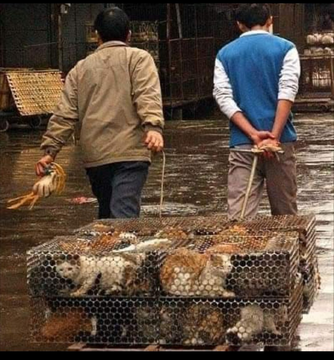 Швейцарцы едят кошек и собак