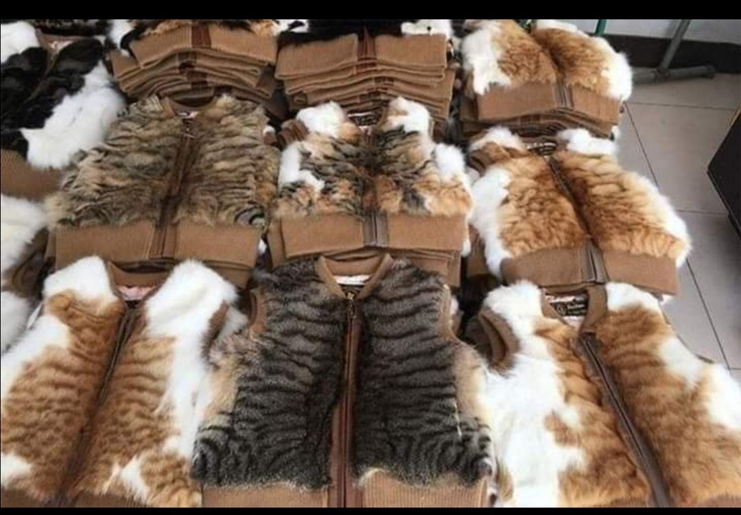 KEDİ KÜRKÜ KULLANIMI ARTIYOR🐅😪 Sizler Peluş ya da, sahte kürk diye, Acılar içerisinde Kürkü soyulmuş bir Kedinin Bedenini giyiyor kullanıyor olabilirsiniz,KÜRK KIYAFET değildir CİNAYETTİR,Giymeyin Kullanmayın birşey Kaybetmezsiniz. @patikodernegi <a href="/peta/">PETA</a> <a href="/HadAdalet/">Hayvanlara Adalet Platformu (HAD)</a> @yavasogulla