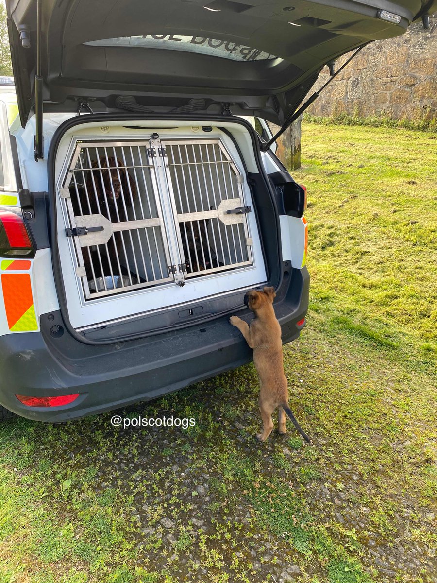 The Rookie having a word with the veterans on his first day out in the Police car. #TPDSemper getting words of wisdom from #PDRudi #PolicePuppy #PoliceDogSchool #PoliceDogsOfTwitter 🐾🏴󠁧󠁢󠁳󠁣󠁴󠁿