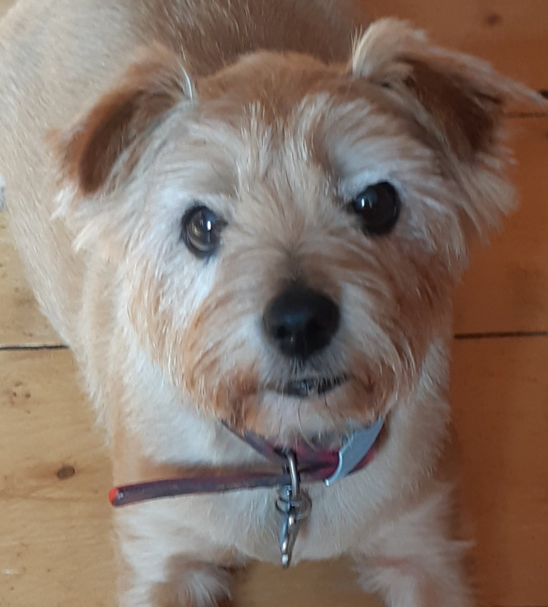AliBongo888's tweet photo. Happy Birthday to Mollie, 12 today ❤ #MollieDog 🎈🎈🎈🎈🎈🎈🎈🎈🎈🎈🎈🎈 https://t.co/fG7khwYswA