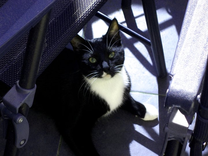 BKOH4062's tweet photo. First task of the day .. birthday present shopping for JBear. It's not his birthday for another few weeks but he is the purry furry light to my life and I love spoiling him.
๐๐ป๐๐ป๐
#EverydayIsCaturday
#Jani
#LittleBear
#Spudface
#FurBaby
#CatMom
#Birthday
๐๐ป๐๐ป๐ https://t.co/idOiFnrHSa