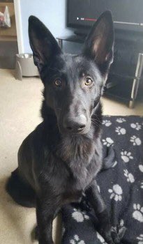 SAMPAuk_'s tweet photo. Heartbreaking doesn’t cover this..

My Dad’s beloved blk German Shepherd, Wolfie, has been stolen #Twyford #Berkshire.

Please, please contact me if you have any information at all.

My Dad is in pieces.

@ThamesVP 
https://t.co/X07xuwkKfG

#PetTheftReform #FernsLaw #DogTheft https://t.co/LRgdwvrvQe