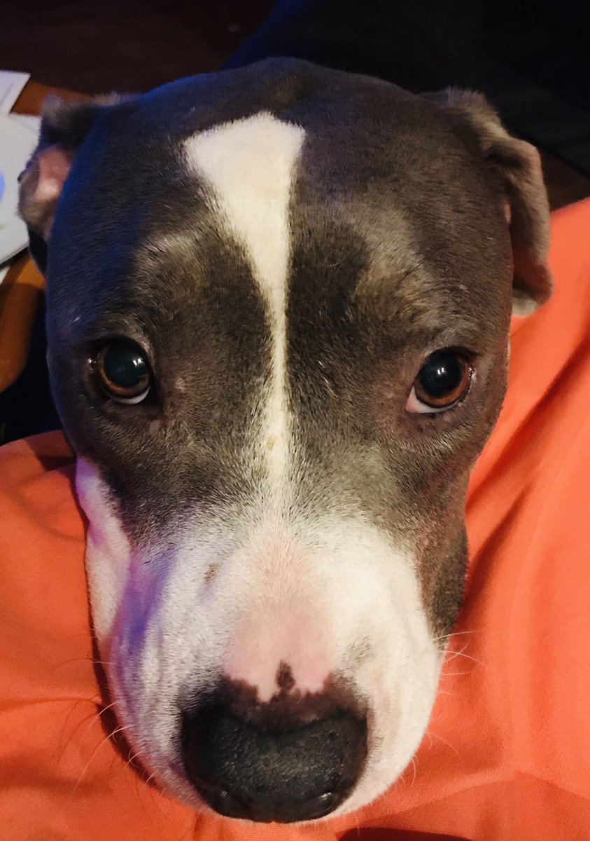 OfficialGinaR's tweet photo. @VRC_Pitbull appreciate you! My Cali and I, celebrating 1 year anniversary from rescuing her from fighting in LA-not from VRC- but princess chose me! My baby is so spoiled! And has come far from aggressive. So we snuggle and binge the show 2nite with Salmon and the works!! https://t.co/Ph4gaLbfFW