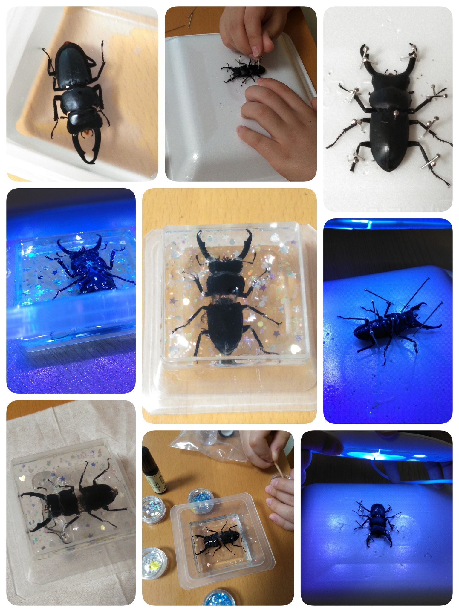 Go Amyの孟母三遷 昨年から飼育していたクワガタがお亡くなりになっていたので 標本 にする事に 今回は レジン にチャレンジ 胴体が二つに分裂してしまったり レジン液が足りなかったり 中途半端に本日終了 ﾜﾊﾊ ホームスクール ホーム