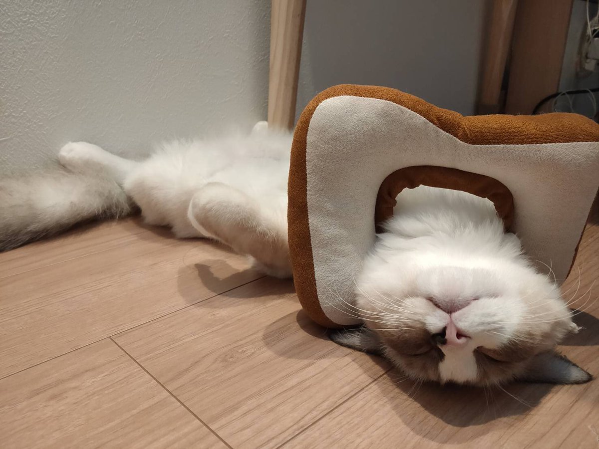 猫飼い 猫飼い