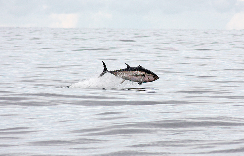 SLU-forskning ska hjälpa den blåfenade tonfisken mynewsdesk.com/se/sveriges_la…