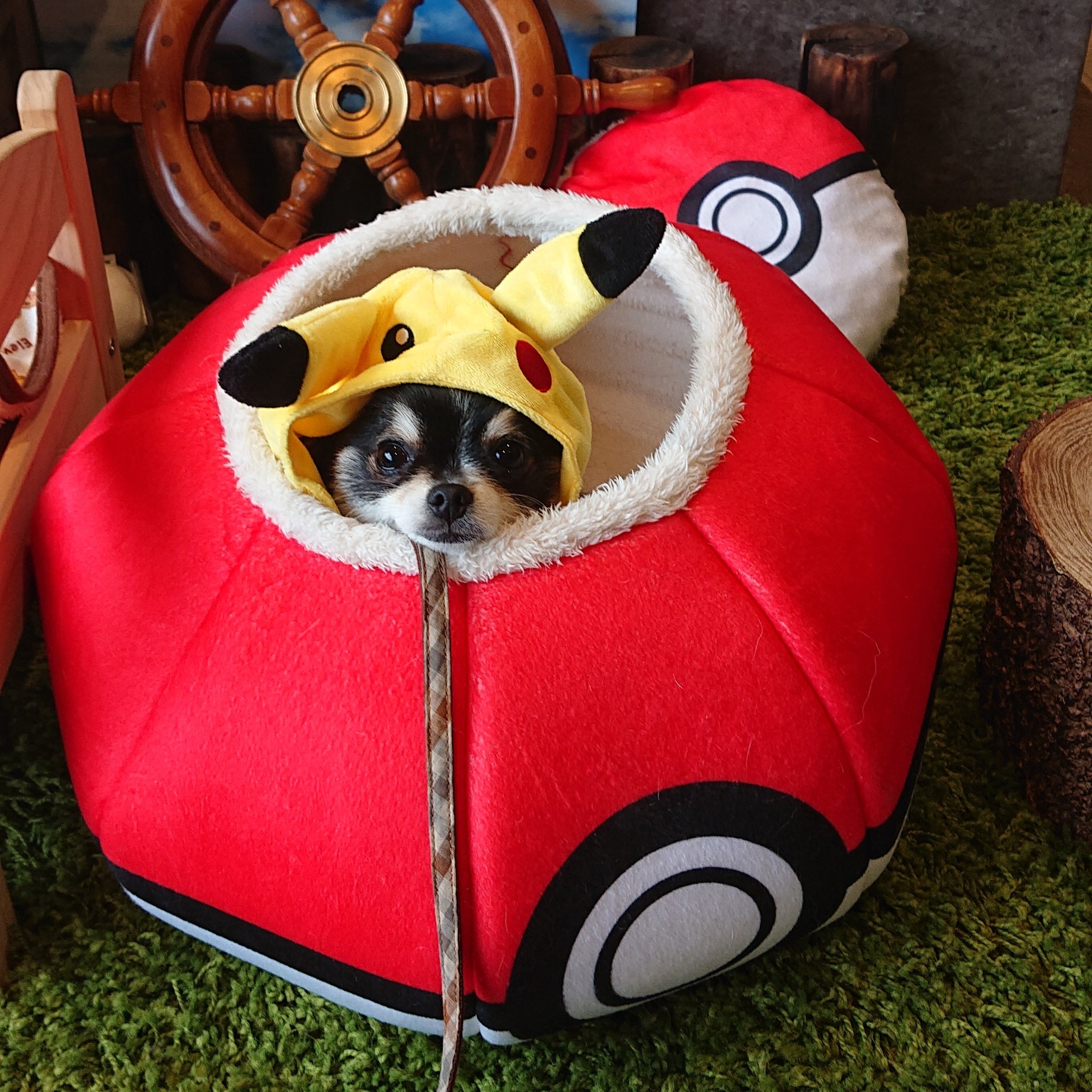 Comatema テマチュウ モンスターボールの中で寝ちゃったよ ポメラニアン Pomeranian ポケモン Pokemon ピカチュウ モンスターボール Wancott T Co 9enkiyxfhe Twitter