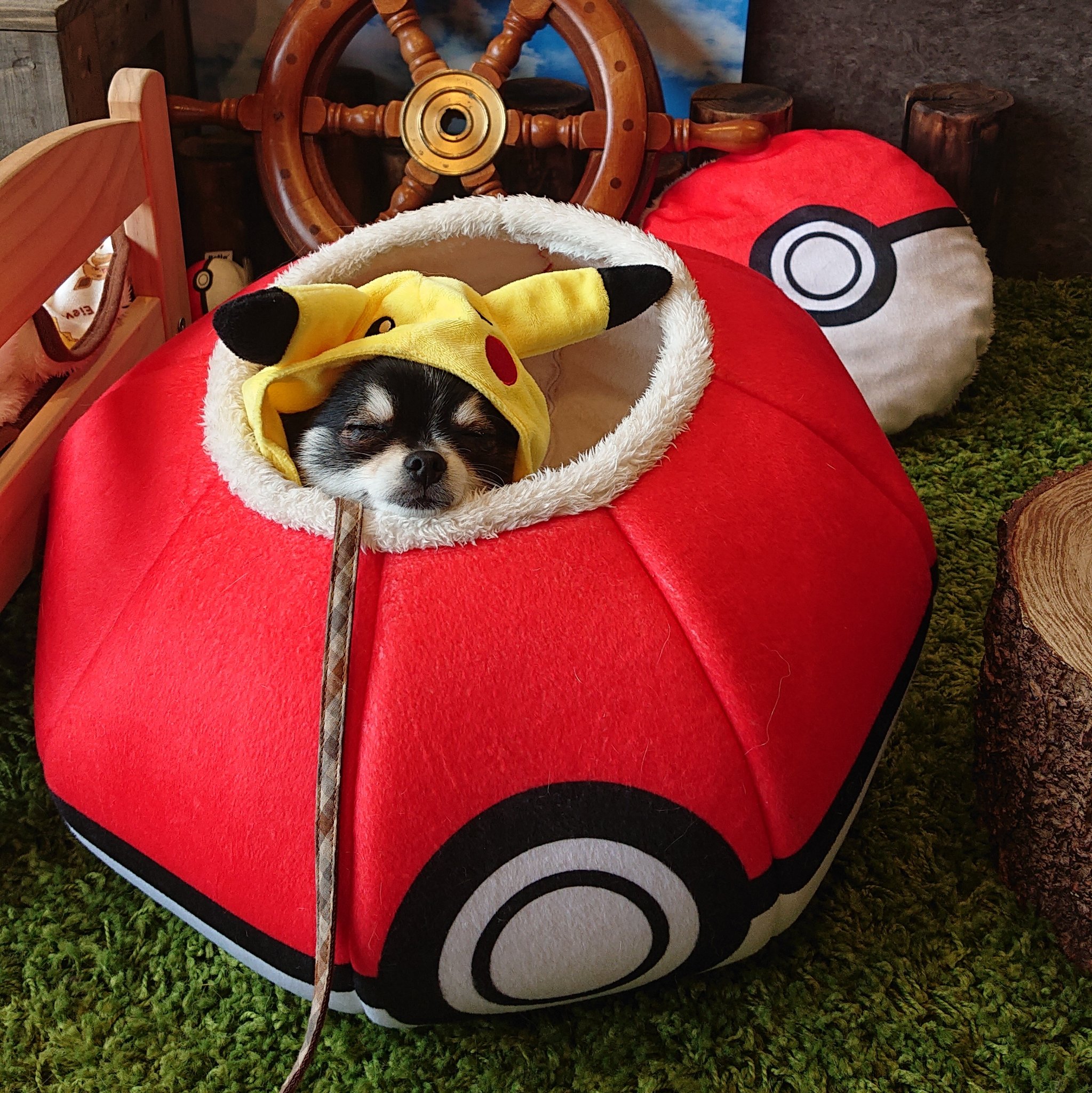 Comatema テマチュウ モンスターボールの中で寝ちゃったよ ポメラニアン Pomeranian ポケモン Pokemon ピカチュウ モンスターボール Wancott T Co 9enkiyxfhe Twitter