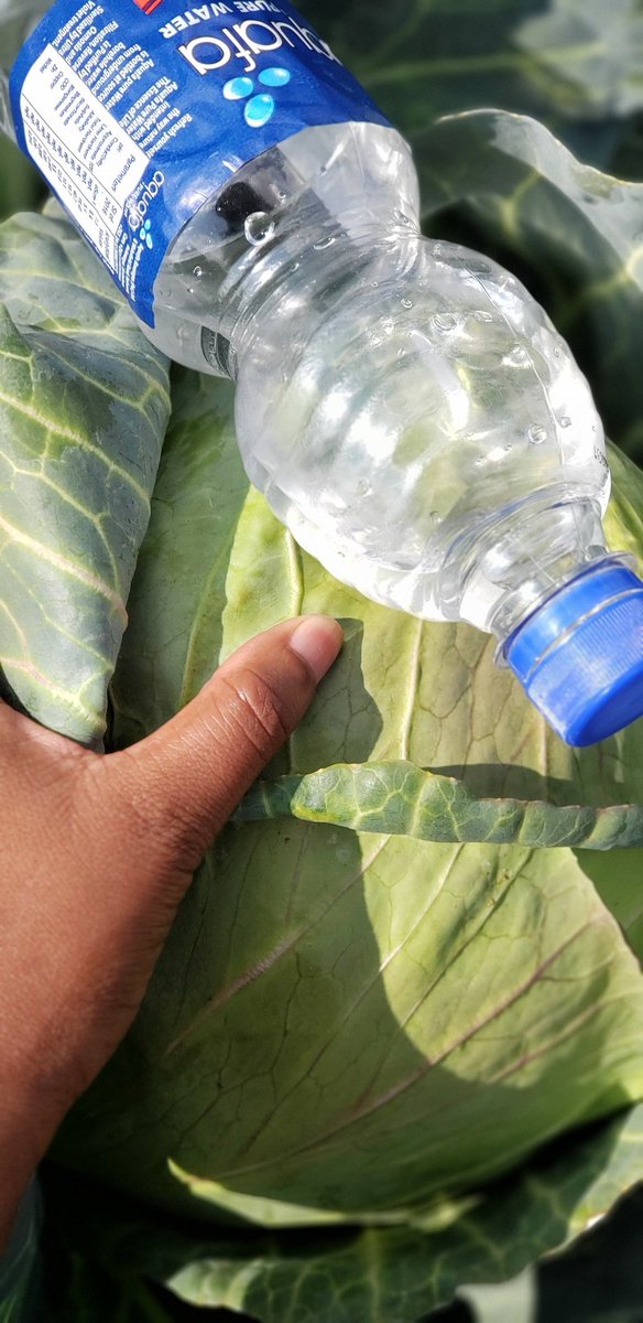 no_nhlanhla_m's tweet image. Amavuko🌞🌱
#bulawayo
#ZimbabweanLivesMatter