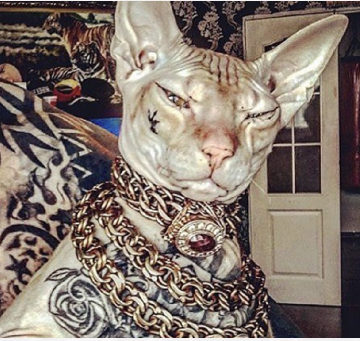 татуированный кот