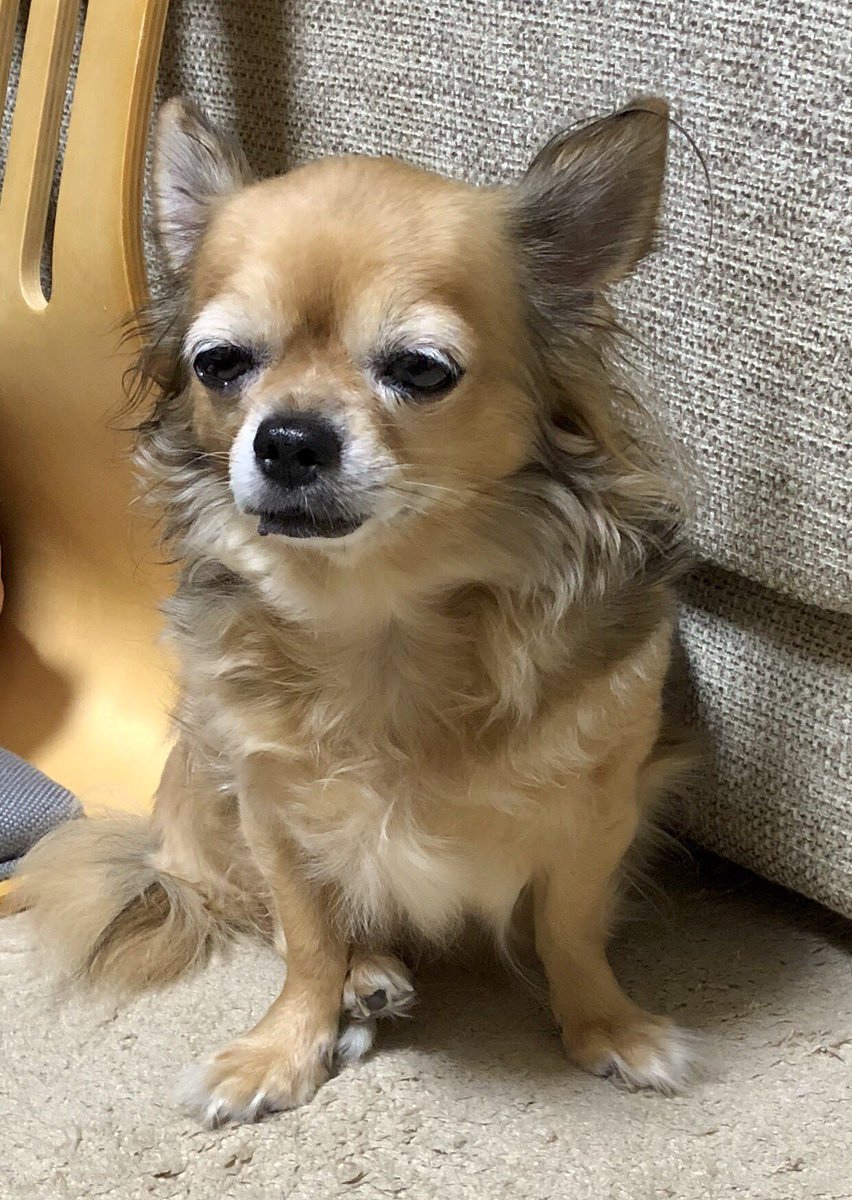 眠たい犬 眠たい犬