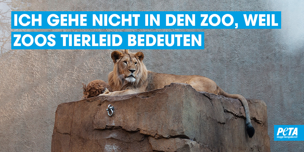PETADeutschland's tweet photo. #Tiere sind nicht zu unserem Vergnügen auf der Welt. Dennoch werden #Elefanten, #Tiger, #Affen, #Stiere, #Pferde, #Hunde und viele andere Tierarten jeden Tag nur zur Unterhaltung des Menschen #missbraucht, eingesperrt und gequält. 💔
https://t.co/0Yur2wbre4 https://t.co/ocI3u00Rzk