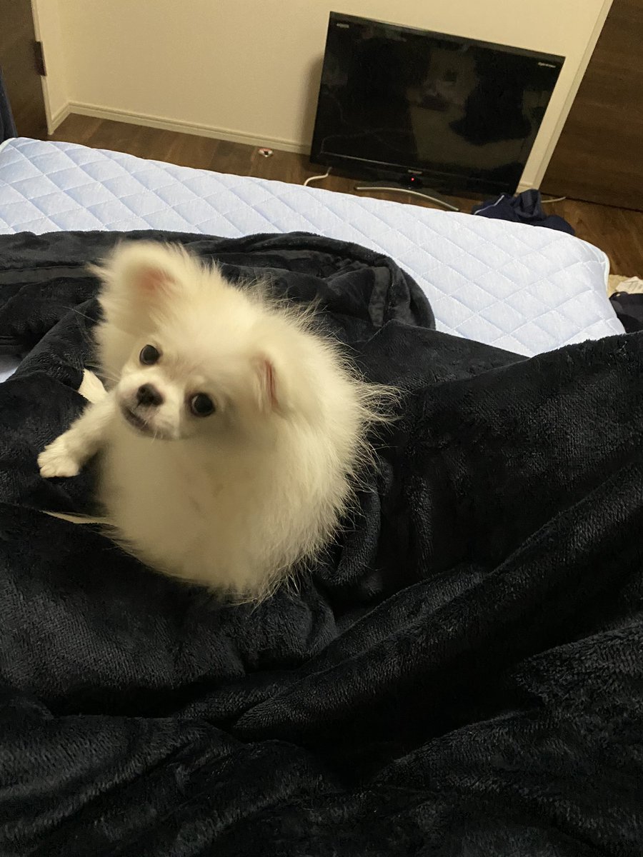 Manjiro_noob's tweet image. 今日からこいつの親になりました